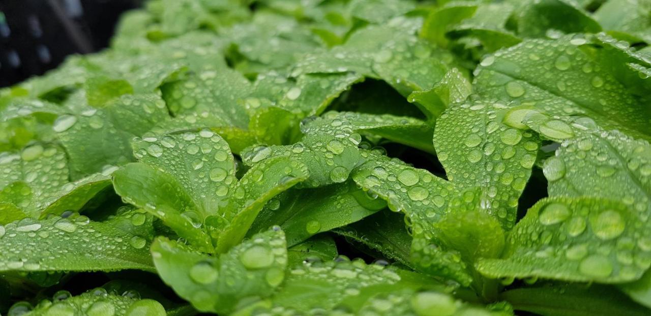 רונשאם Coeur Vert Oekologisch Mit Viel Ambiente Fuer Seelen-Wellness מראה חיצוני תמונה